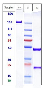 CD64 Biosimilar Recombinant Human Monoclonal Antibody