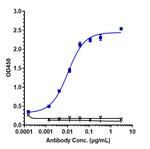 Transferrin Receptor/Iduronate 2 Sulfatase (Pabinafusp Alfa Biosimilar) Recombinant Human Monoclonal Antibody