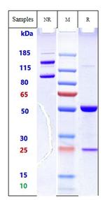 CD98 Humanized Biosimilar Antibody in SDS-PAGE (SDS-PAGE)