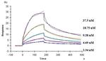 TREM2 (Biosimilar) Antibody in Surface plasmon resonance (SPR)