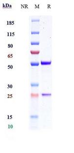 Glypican 2 (Biosimilar) Antibody in SDS-PAGE (SDS-PAGE)