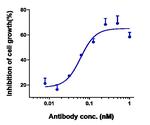 ADAM9 Humanized Biosimilar Antibody in Functional Assay (Functional)