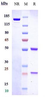 GPRC5D (Talquetamab Biosimilar) Antibody in SDS-PAGE (SDS-PAGE)