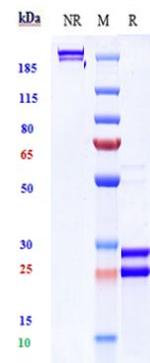 BAFF/IL-17A (Tibulizumab Biosimilar) Antibody in SDS-PAGE (SDS-PAGE)