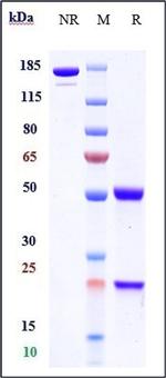 Pritoxaximab Recombinant Human Monoclonal Antibody