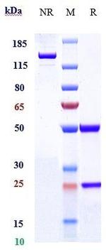 Setoxaximab Recombinant Human Monoclonal Antibody