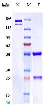 OST 577 Recombinant Human Monoclonal Antibody