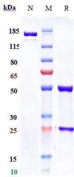 Rabies Virus Glycoprotein (Foravirumab Biosimilar) Recombinant Human Monoclonal Antibody