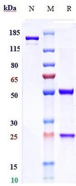 Motavizumab Humanized Recombinant Human Monoclonal Antibody
