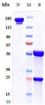 Palivizumab Humanized Recombinant Human Monoclonal Antibody