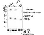 Phospho-IkB alpha (Ser32, Ser36) Antibody in Western Blot (WB)
