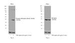 Phospho-IkB alpha (Ser32, Ser36) Antibody in Western Blot (WB)