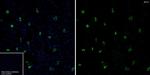 MYH7 Antibody in Immunohistochemistry (Frozen) (IHC (F))