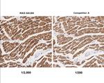 MYH7 Antibody in Immunohistochemistry (Paraffin) (IHC (P))