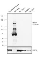 MYH7 Antibody
