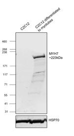 MYH7 Antibody in Western Blot (WB)