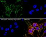 MTCO1 Antibody in Immunocytochemistry (ICC/IF)