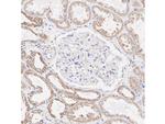 MTCO1 Antibody in Immunohistochemistry (Paraffin) (IHC (P))