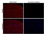 MTCO1 Antibody in Immunohistochemistry (Paraffin) (IHC (P))
