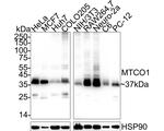 MTCO1 Antibody in Western Blot (WB)