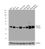 MTCO1 Antibody in Western Blot (WB)