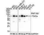RNF168 Antibody in Western Blot (WB)