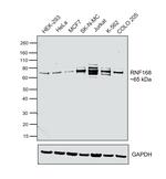 RNF168 Antibody in Western Blot (WB)