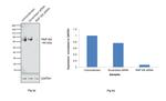RNF168 Antibody in Western Blot (WB)