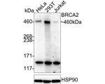 BRCA2 Antibody in Western Blot (WB)