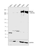 BRCA2 Antibody in Western Blot (WB)