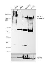 BRCA2 Antibody in Western Blot (WB)