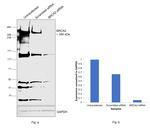BRCA2 Antibody in Western Blot (WB)