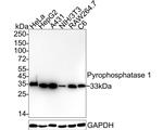PPA1 Antibody in Western Blot (WB)