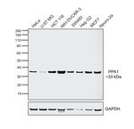 PPA1 Antibody in Western Blot (WB)