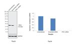 PPA1 Antibody in Western Blot (WB)