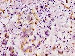 CD146 Antibody in Immunohistochemistry (Paraffin) (IHC (P))