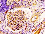 CD34 Recombinant Rabbit Monoclonal Antibody (1E7)