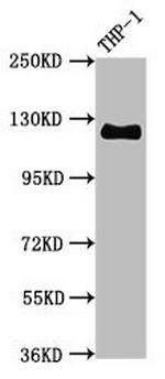 CD31 Antibody in Western Blot (WB)