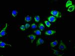 CD63 Recombinant Rabbit Monoclonal Antibody (2E5)