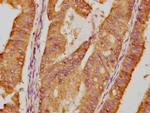 HSP90 alpha Antibody in Immunohistochemistry (Paraffin) (IHC (P))