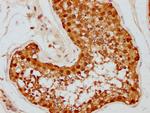 HSP90 alpha Antibody in Immunohistochemistry (Paraffin) (IHC (P))
