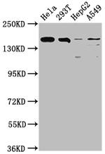 BRD4 Antibody in Western Blot (WB)
