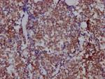 HDAC3 Antibody in Immunohistochemistry (Paraffin) (IHC (P))
