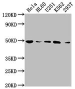 HDAC3 Antibody in Western Blot (WB)