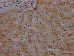 CD13 Antibody in Immunohistochemistry (Paraffin) (IHC (P))