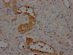 Angiotensinogen Antibody in Immunohistochemistry (Paraffin) (IHC (P))