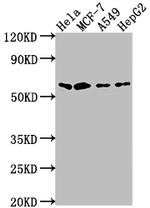 SOX10 Antibody in Western Blot (WB)