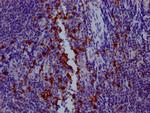 Granzyme B Antibody in Immunohistochemistry (Paraffin) (IHC (P))