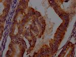 IDO Recombinant Rabbit Monoclonal Antibody (9E5)