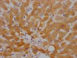 RBP4 Antibody in Immunohistochemistry (Paraffin) (IHC (P))